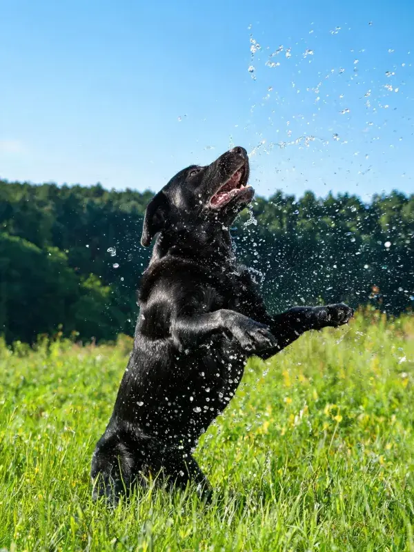 拉布拉多猎犬在草地戏水的特写