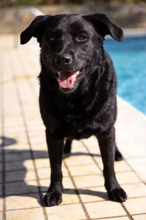 泳池边的短毛黑拉布拉多犬站立姿态