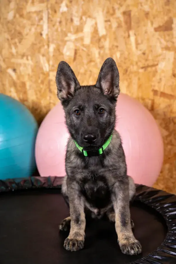 德国牧羊犬幼犬坐在健身球旁的场景