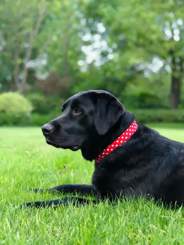 草地上的黑色拉布拉多猎犬特写