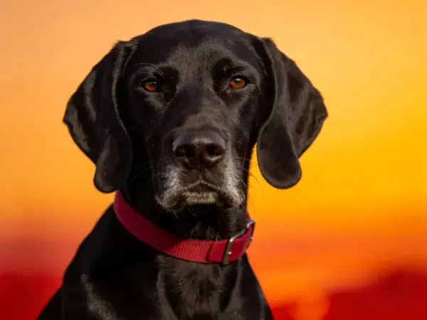 德国短毛波音达犬夕阳下的特写