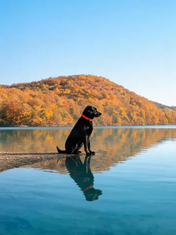 黑拉布拉多犬在水畔静思