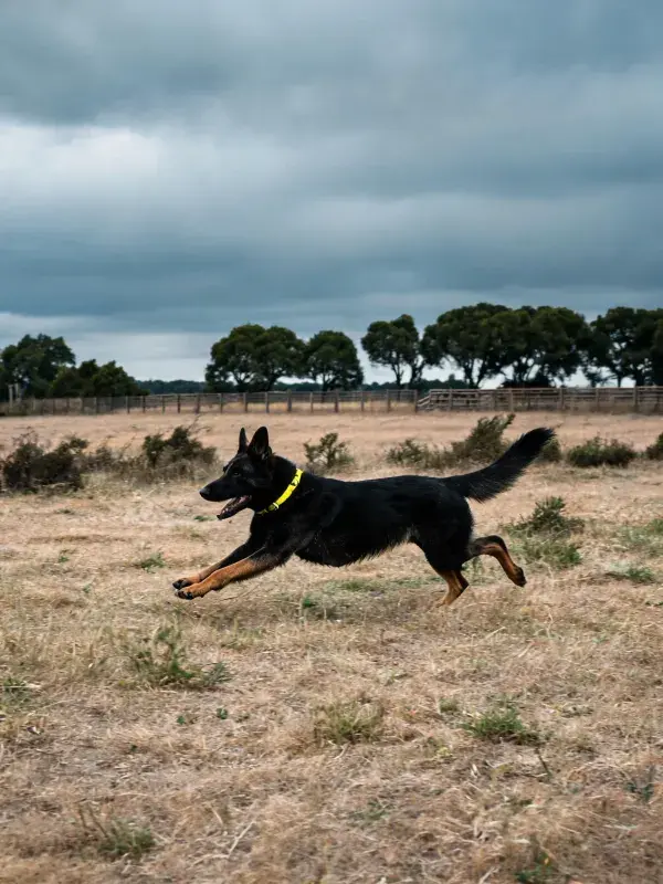 干燥草原上德国牧羊犬奔跑场景