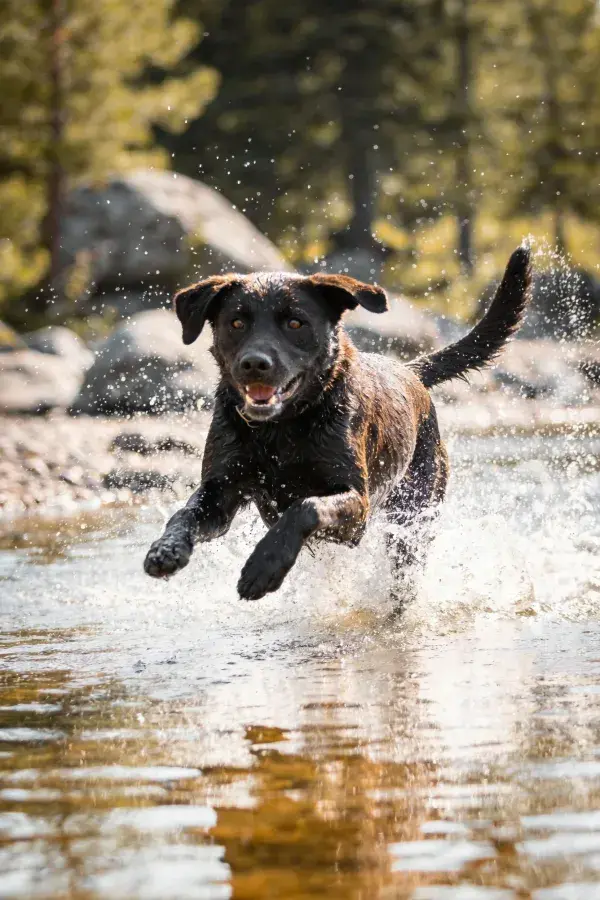 黑色拉布拉多犬溪水中奔跑