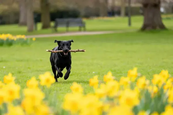 阳光明媚公园中拉布拉多猎犬叼木棍奔跑场景