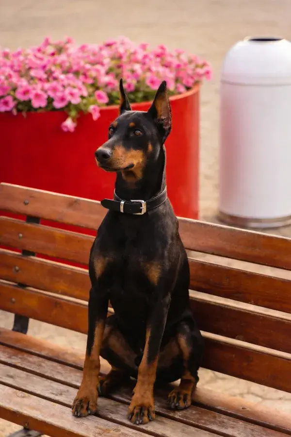 露天环境中杜宾犬坐于木质长椅前的特写