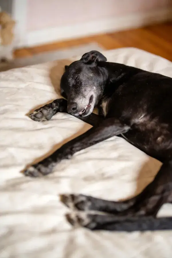 青灰色细犬混种犬躺卧在浅色织物上