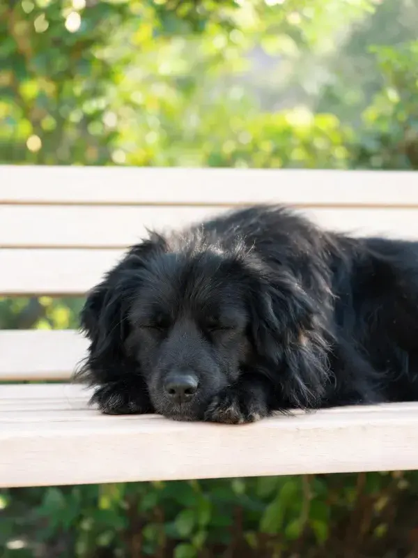 公园长椅上的长毛黑犬休憩场景