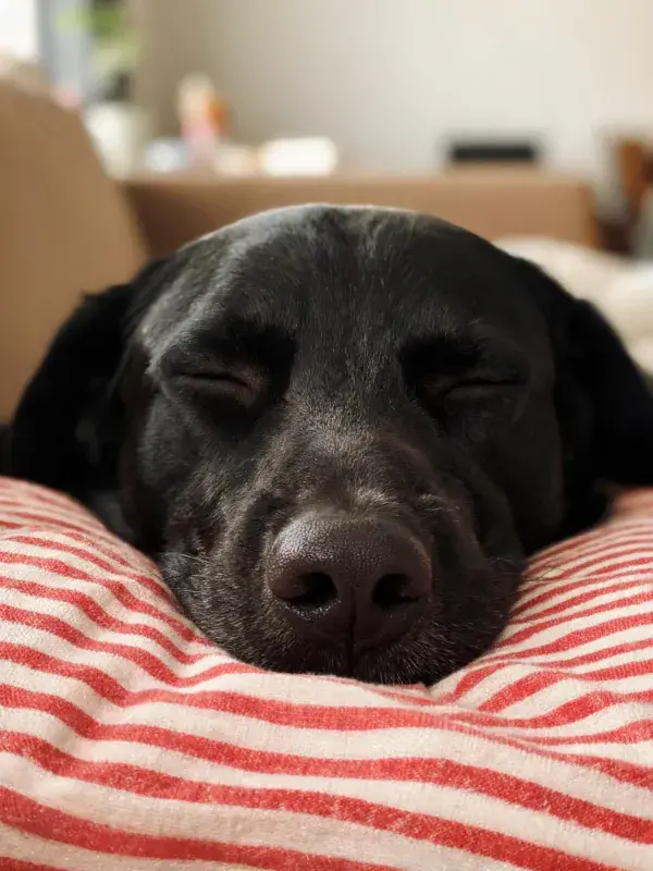 青年黑色拉布拉多犬闭眼休憩
