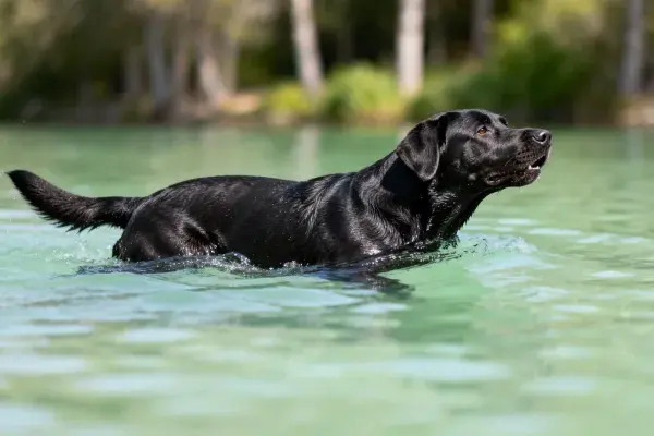 黑色拉布拉多猎犬水中游泳特写