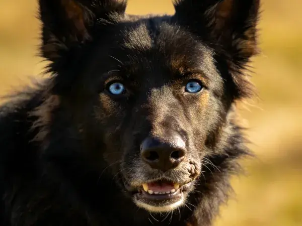 黑色长毛混种犬户外特写画面