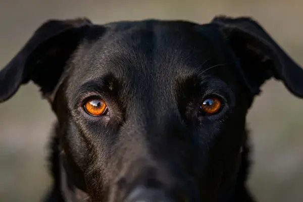 黑色拉布拉多犬的特写镜头