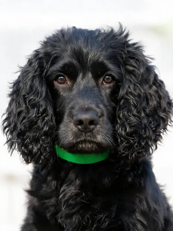 黑可卡犬近距离拍摄特写