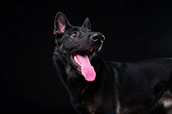 马利诺犬张嘴喘气特写镜头