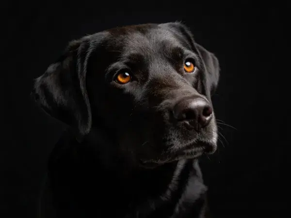 暗调环境下黑色拉布拉多犬特写