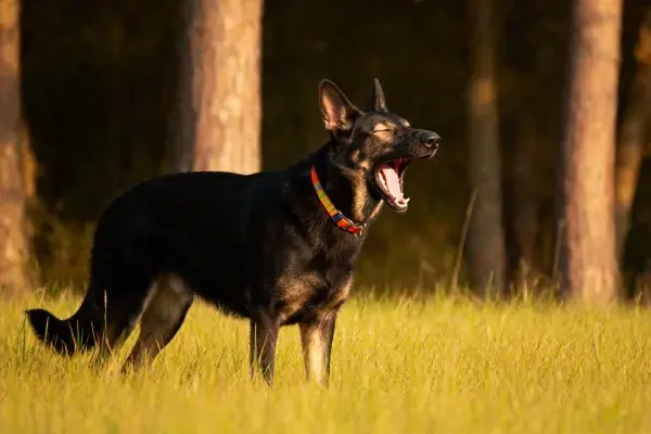 森林边缘草地上的德牧犬