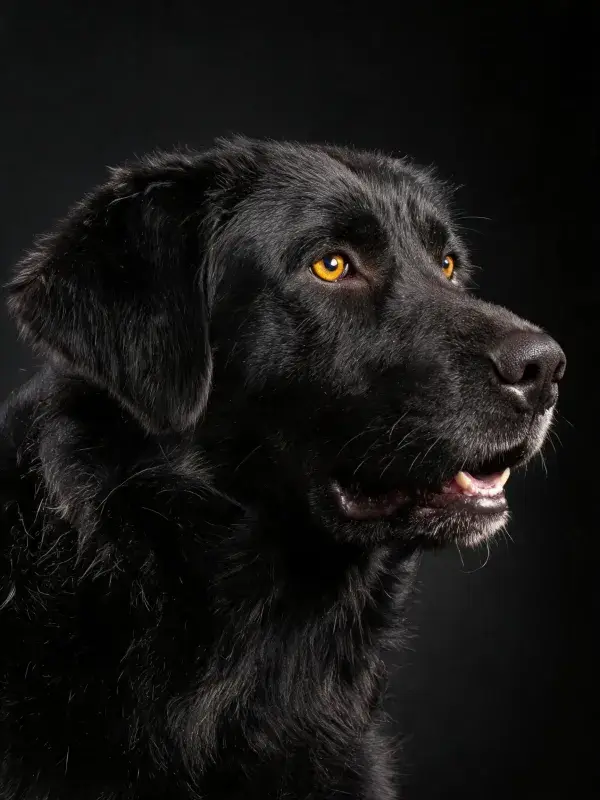黑色拉布拉多猎犬特写肖像
