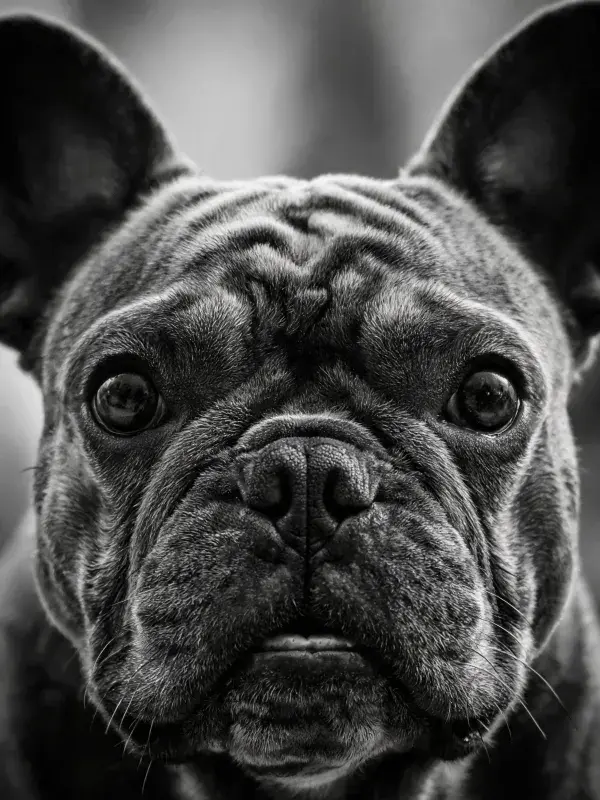 近距离拍摄一只法国斗牛犬