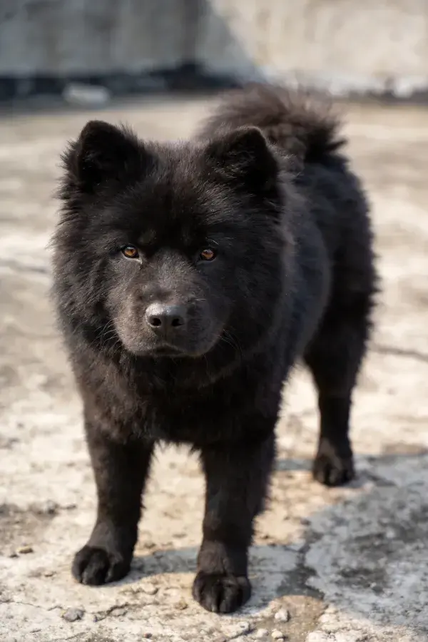 黑色松狮犬于水泥地面的特写镜头