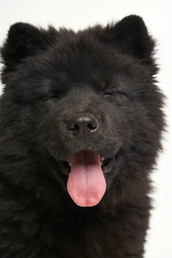 黑色松狮犬闭眼张舌特写
