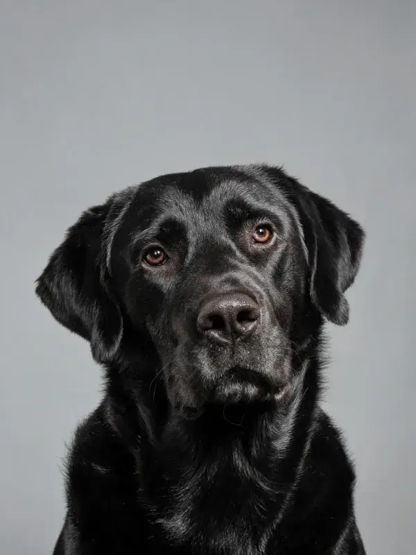 黑色拉布拉多犬肖像特写