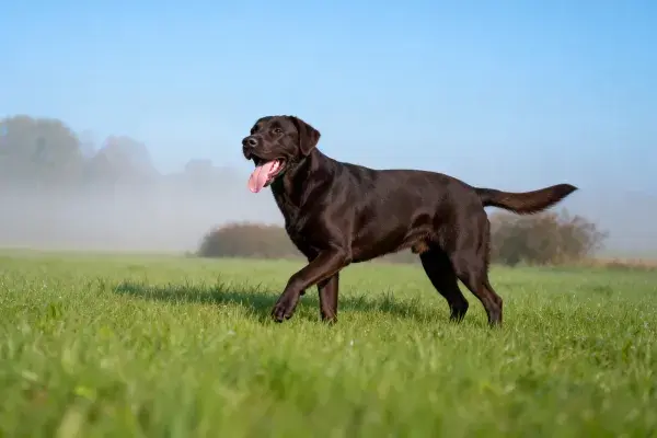 巧克力拉布拉多猎犬草地疾行
