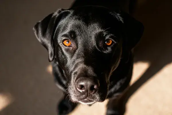 黑色拉布拉多猎犬特写镜头展现