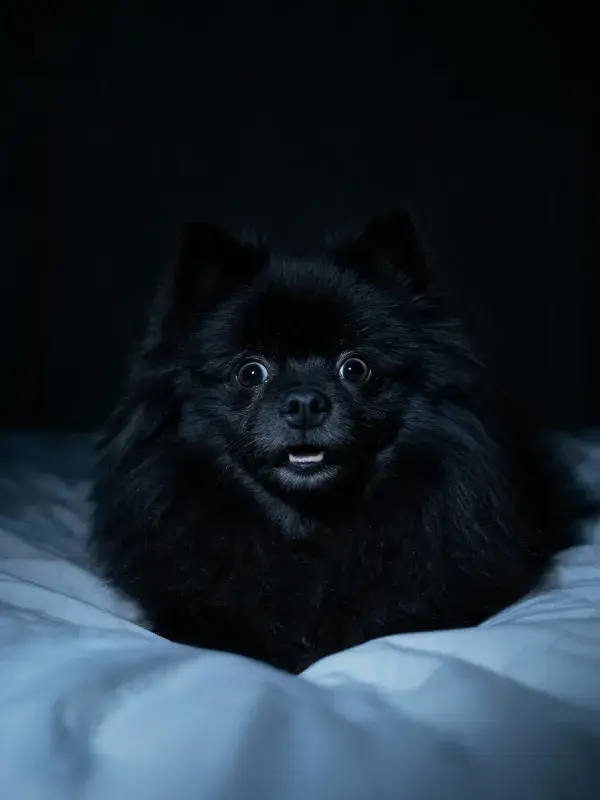 博美犬特写于暗调环境中