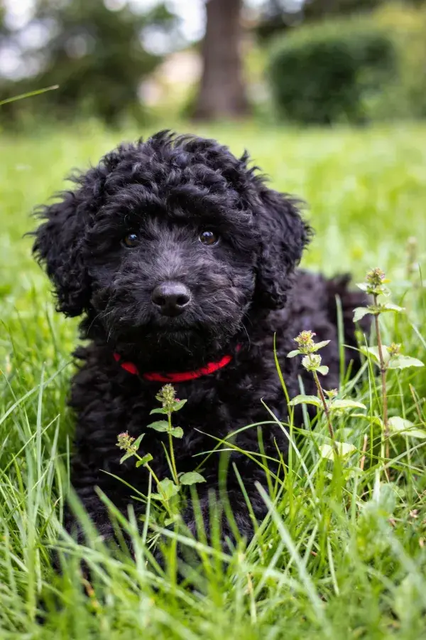 卷毛拉布拉多犬在草地上的特写镜头