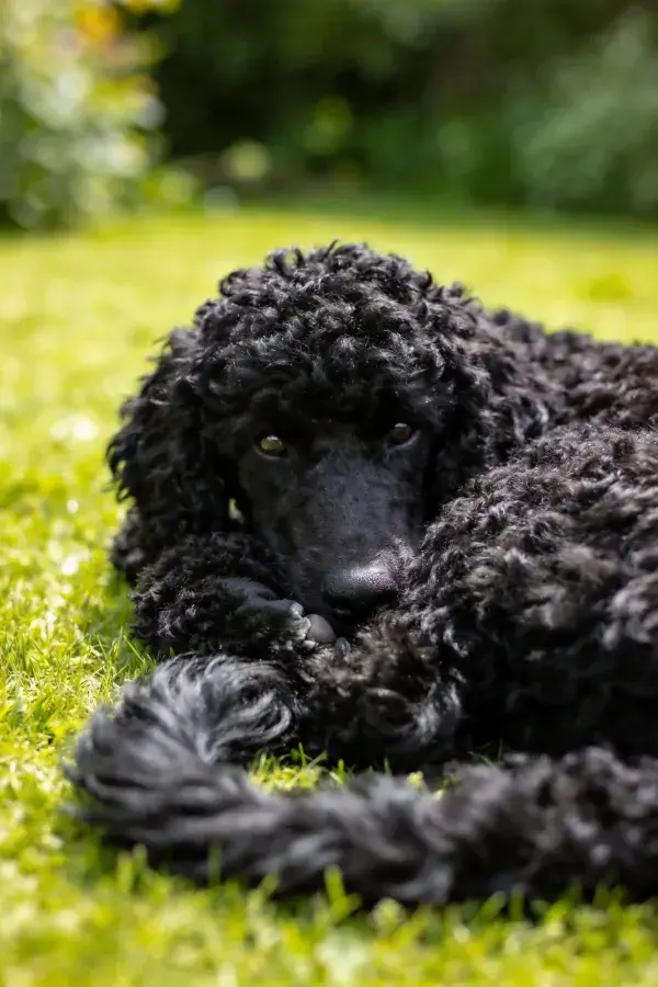 草地特写：卷毛贵宾幼犬近景