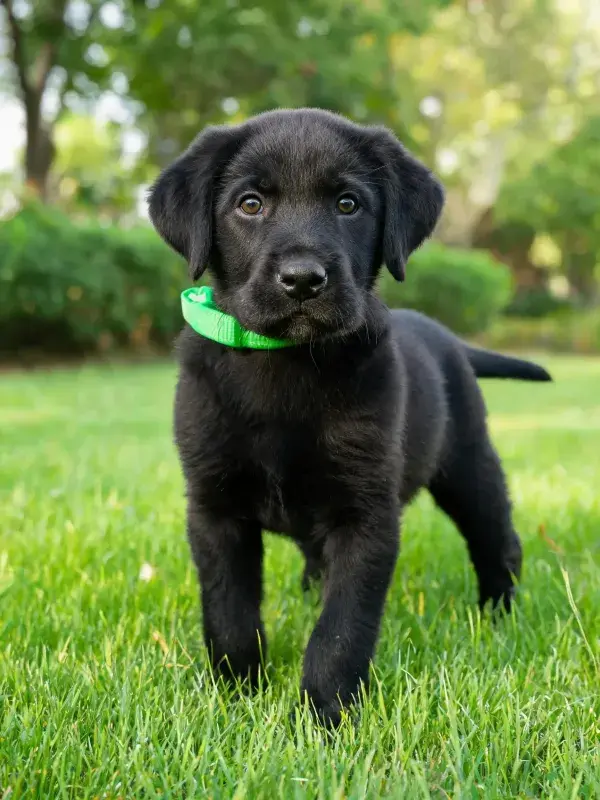 阳光下草坪上的黑色拉布拉多幼犬