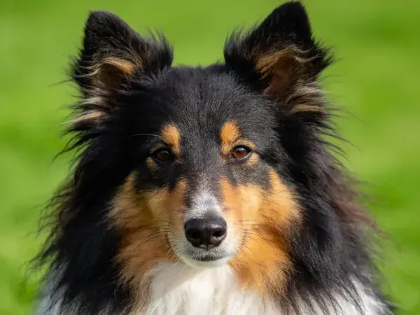 草地中三色苏格兰牧羊犬特写