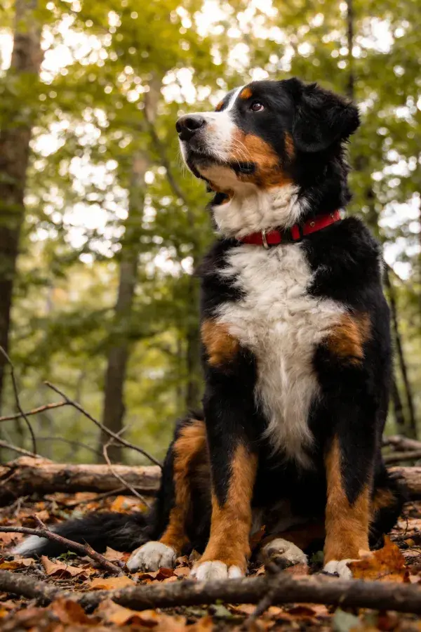 森林中伯恩山犬抬头凝视