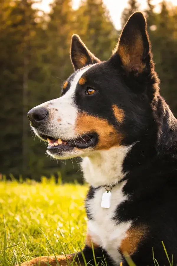 阳光下三色澳洲牧牛犬于草地