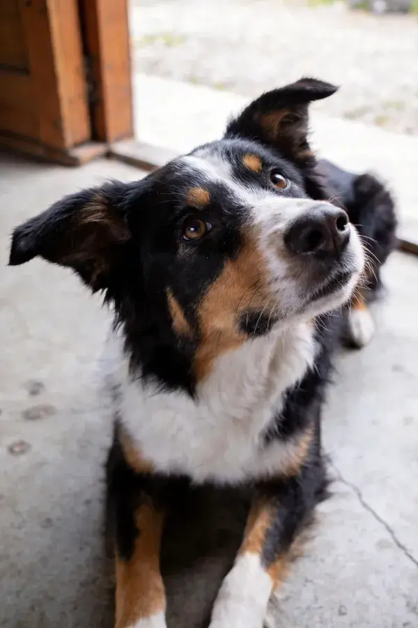 三色边境牧羊犬抬头观察的画面