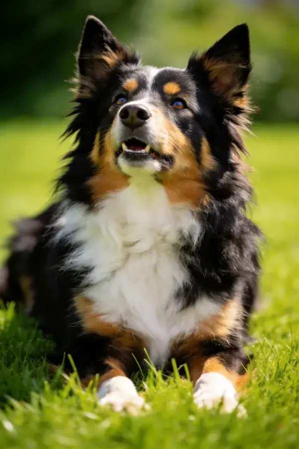 澳大利亚牧羊犬于草地上抬头凝视