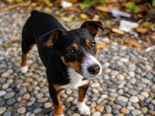 石子路旁的小型混血犬