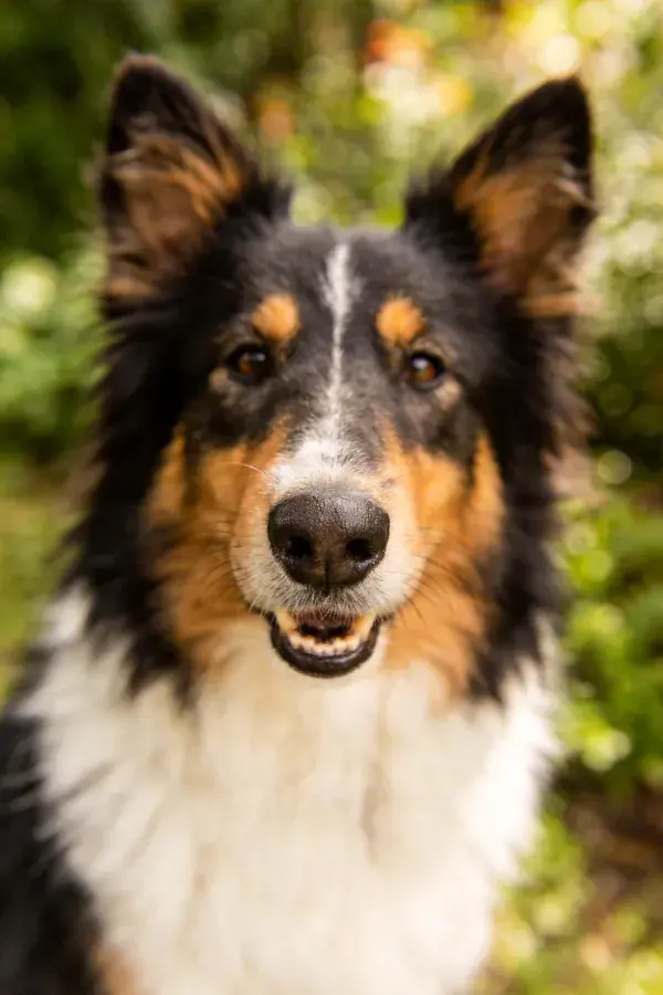 阳光明媚处绒球牧羊犬头部特写