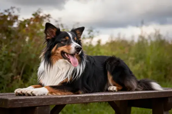边境牧羊犬趴卧木制平台场景