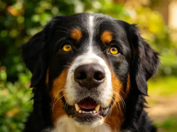 户外环境中的伯恩山犬特写