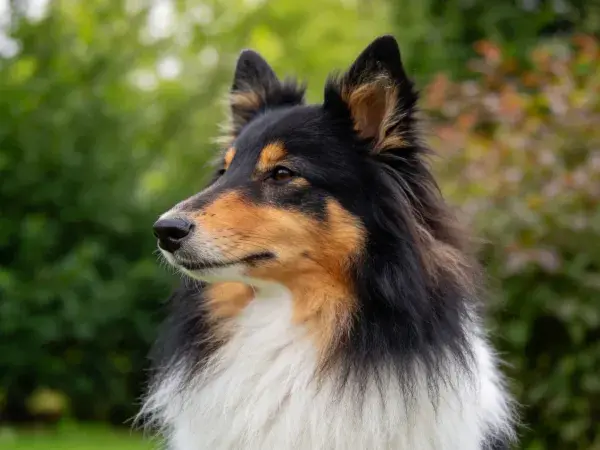 设得兰牧羊犬毛发色彩特写