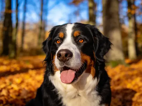 伯恩山犬于秋日森林中张望