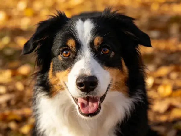 秋日落叶间的三色边境牧羊犬特写