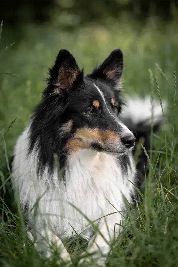 草地上的三色苏格兰牧羊犬休憩