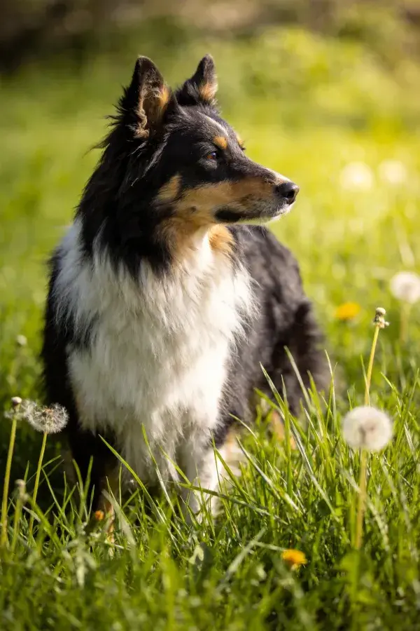 草地蒲公英间的三色设得兰牧羊犬