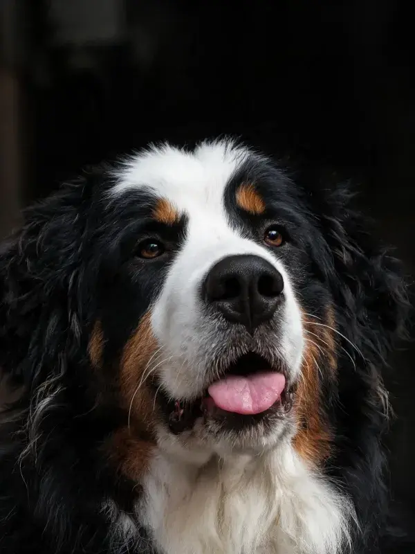 黑棕白相间的伯恩山犬特写