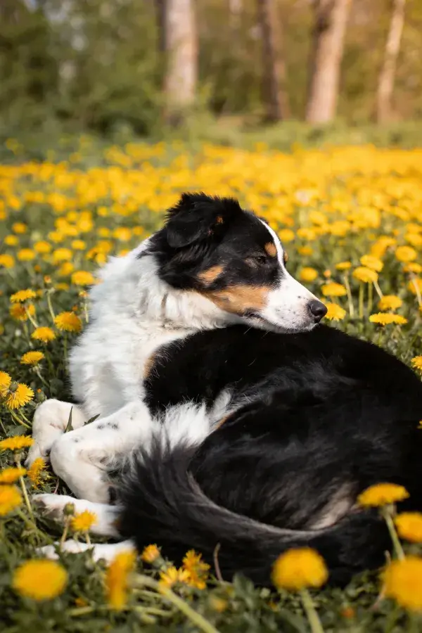 边境牧羊犬于蒲公英花丛中休憩