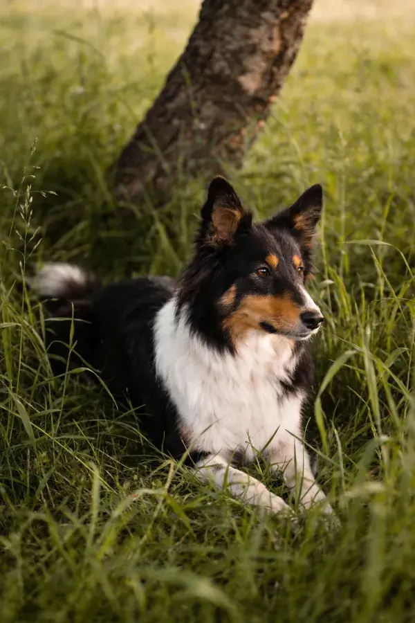 草地树荫下的设得兰牧羊犬