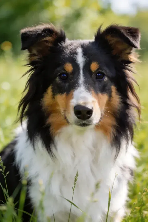 草地上的三色苏格兰牧羊犬特写