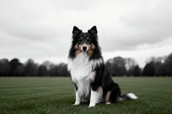 设得兰牧羊犬坐在草地中
